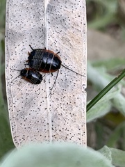 Ellipsidion