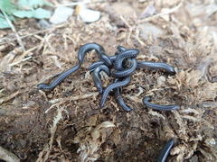 Ommatoiulus rutilans