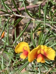 Dillwynia sieberi