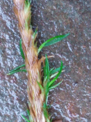 Cynosurus cristatus