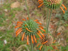 Leonotis ocymifolia