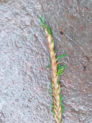 Cynosurus cristatus