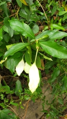 Mussaenda formosanum