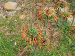 Leonotis ocymifolia