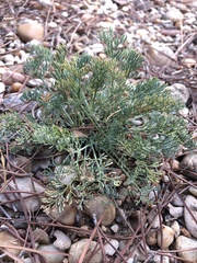 Eschscholzia californica