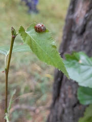 Harmonia quadripunctata
