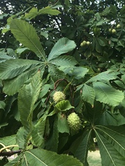 Aesculus hippocastanum