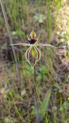 Caladenia stricta