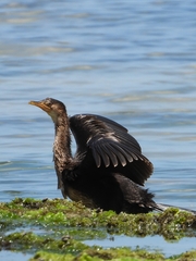 Microcarbo africanus