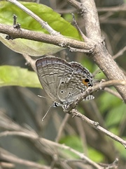 Luthrodes pandava