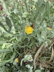 Chrysocephalum apiculatum