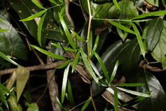 Asparagus falcatus
