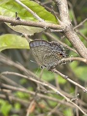 Luthrodes pandava