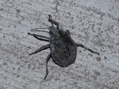 Brochymena quadripustulata