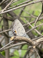 Luthrodes pandava