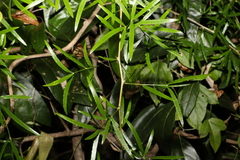 Asparagus falcatus