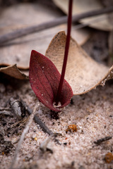 Caleana nigrita