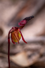 Caleana nigrita