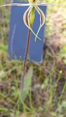 Caladenia stricta