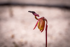Caleana nigrita