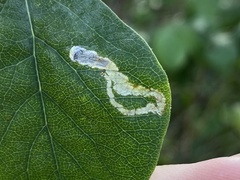 Aulagromyza hendeliana