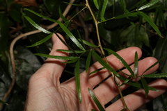 Asparagus falcatus