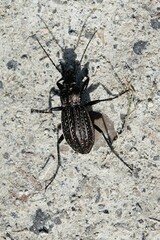Carabus granulatus