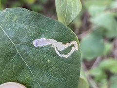 Aulagromyza hendeliana