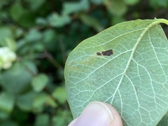 Aulagromyza hendeliana