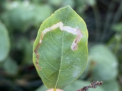 Aulagromyza hendeliana