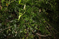 Asparagus falcatus