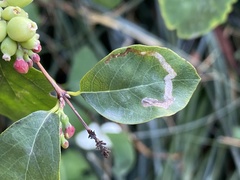 Aulagromyza hendeliana