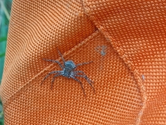 Philodromus margaritatus