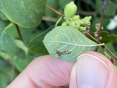 Aulagromyza hendeliana