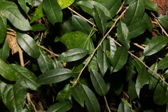 Maclura cochinchinensis
