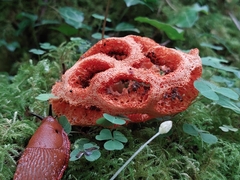 Clathrus ruber