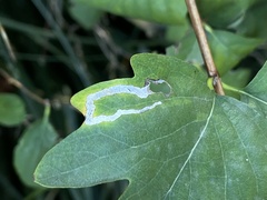 Aulagromyza hendeliana