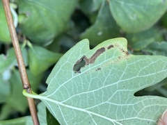 Aulagromyza hendeliana