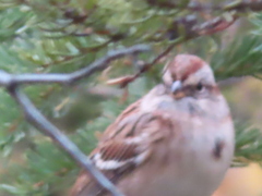 Spizelloides arborea