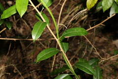 Maclura cochinchinensis