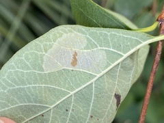 Phyllonorycter emberizaepenella