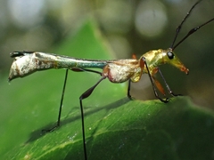 Enchoptera nigricornis