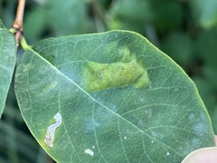 Phyllonorycter emberizaepenella