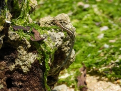 Cryptoblepharus africanus