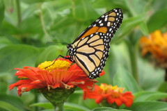 Danaus plexippus