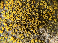 Candelariella aurella