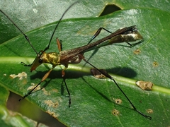 Enchoptera nigricornis
