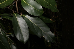 Cryptocarya microneura