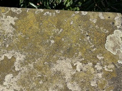 Candelariella aurella