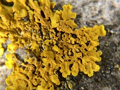 Xanthoria